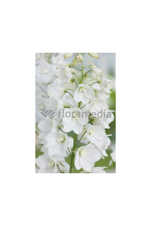 Ostróżka 'Magic Fountains White' Delphinium elatum
