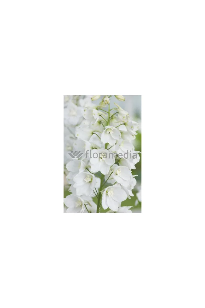 Ostróżka 'Magic Fountains White' Delphinium elatum