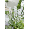 Ostróżka 'Magic Fountains White' Delphinium elatum