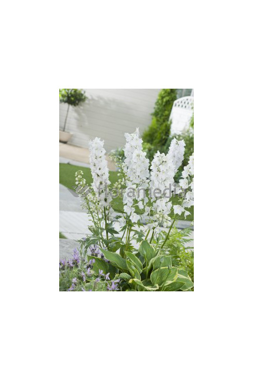 Ostróżka 'Magic Fountains White' Delphinium elatum