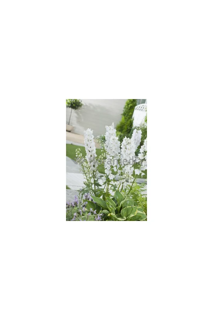 Ostróżka 'Magic Fountains White' Delphinium elatum