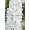 Ostróżka 'Magic Fountains White' Delphinium elatum