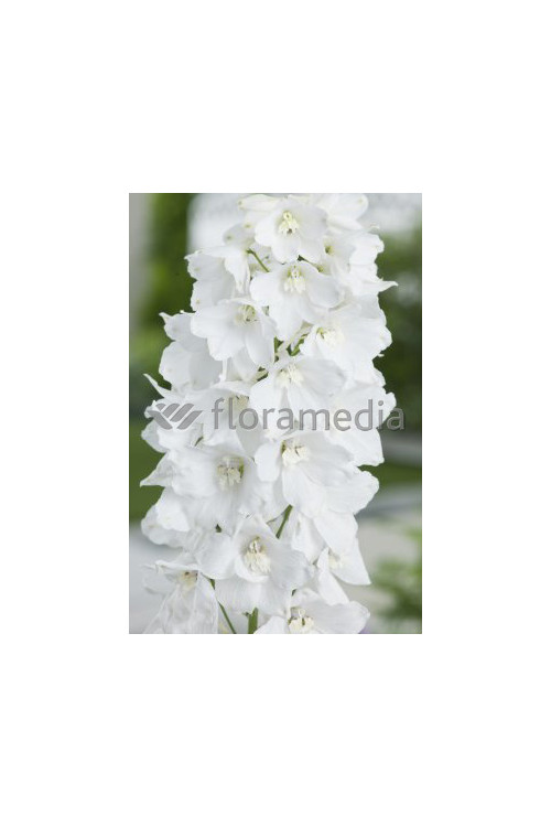 Ostróżka 'Magic Fountains White' Delphinium elatum