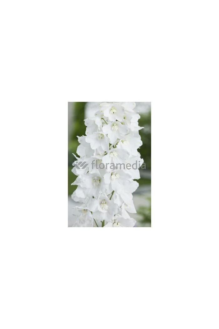 Ostróżka 'Magic Fountains White' Delphinium elatum