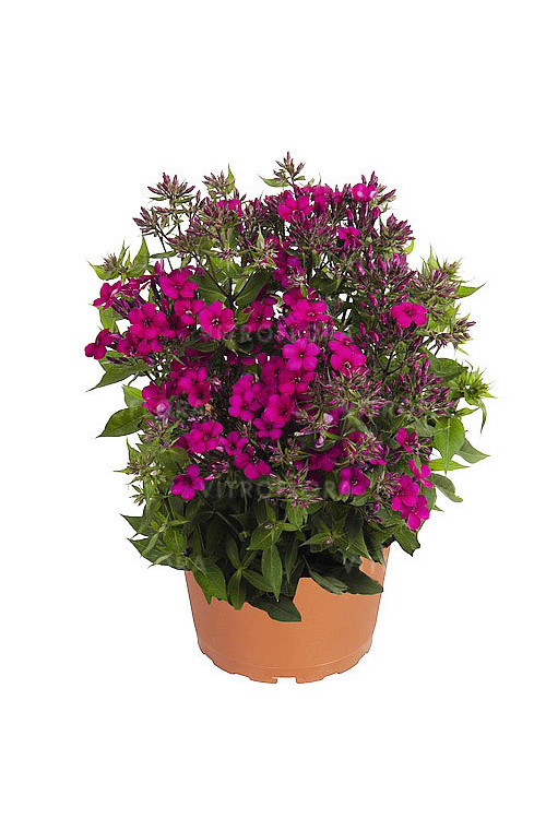 Floks wiechowaty 'Early Cerise' Phlox panniculata