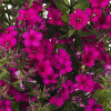 Floks wiechowaty 'Early Cerise' Phlox panniculata