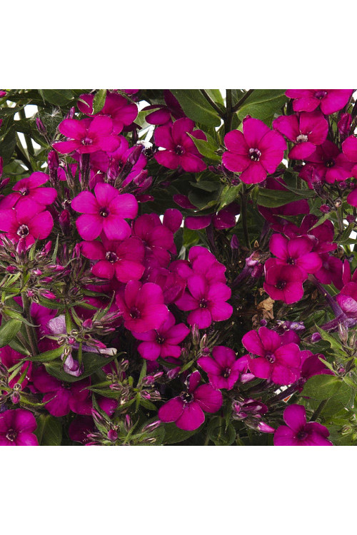 Floks wiechowaty 'Early Cerise' Phlox panniculata
