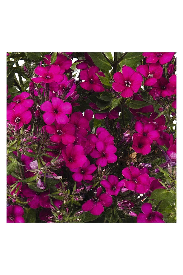 Floks wiechowaty 'Early Cerise' Phlox panniculata