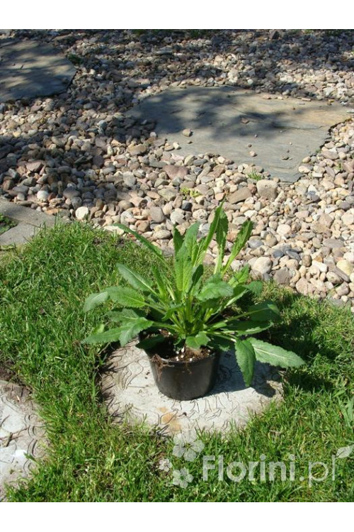 Szałwia omszona 'Blue Marvel' Salvia nemorosa
