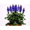 Szałwia omszona 'Blue Marvel' Salvia nemorosa