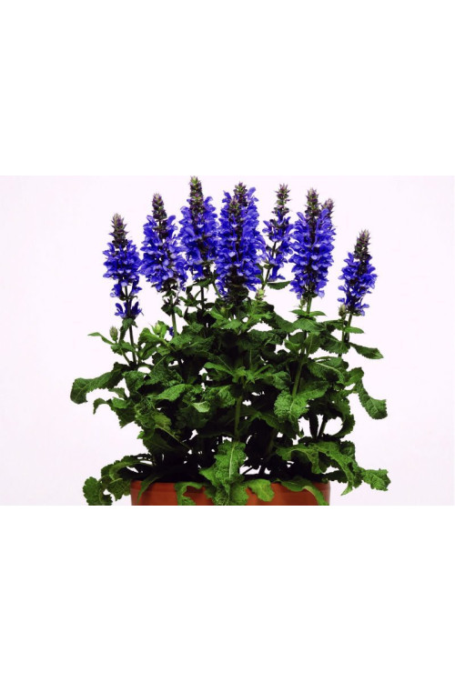 Szałwia omszona 'Blue Marvel' Salvia nemorosa