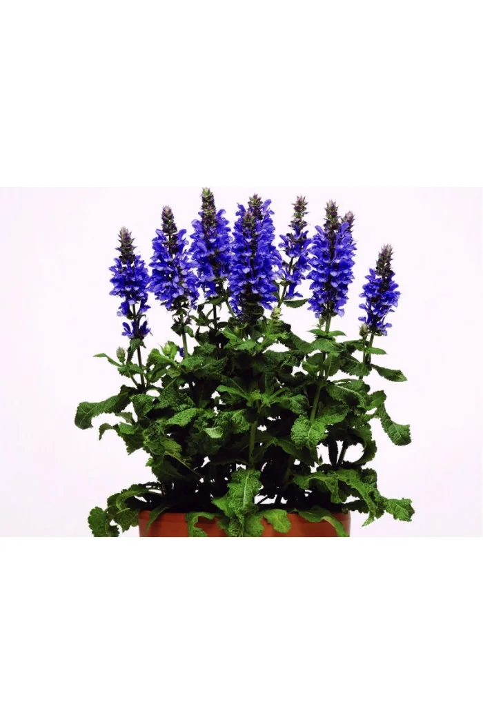 Szałwia omszona 'Blue Marvel' Salvia nemorosa