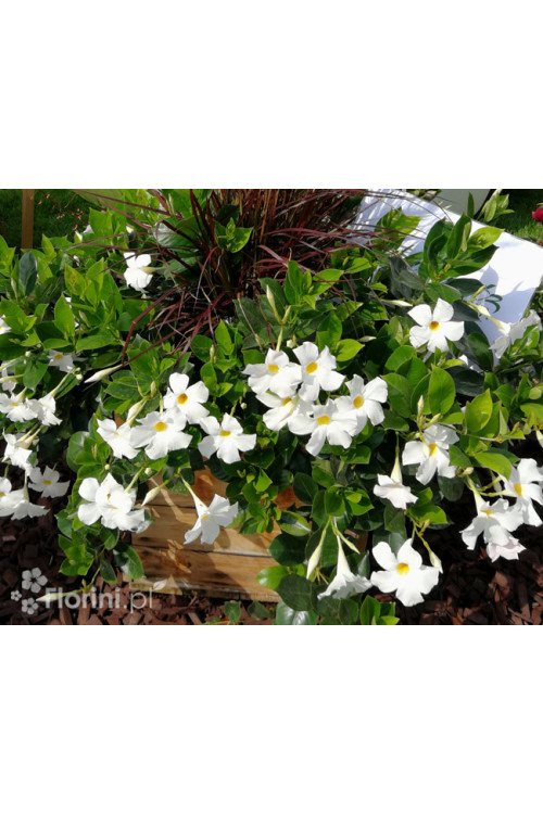 Sundaville 'White' | Sundaville