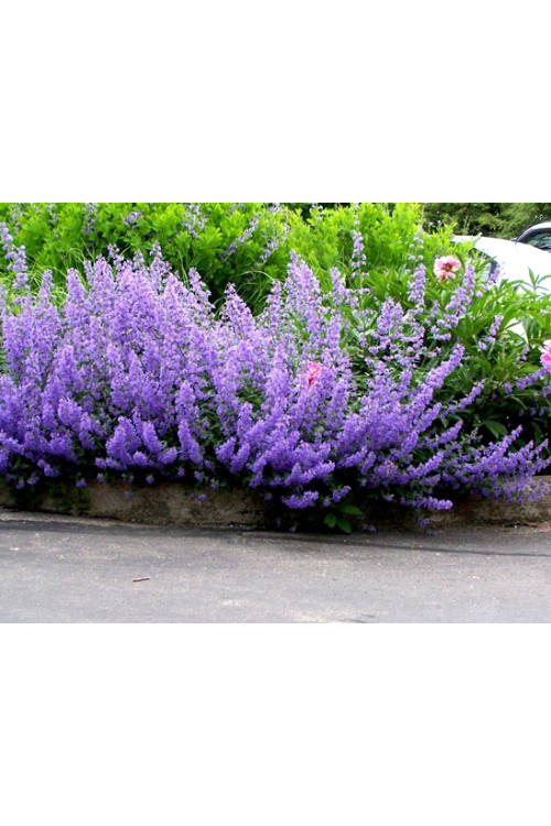 Kocimiętka Faassena 'Walker's Low' | Nepeta faassenii