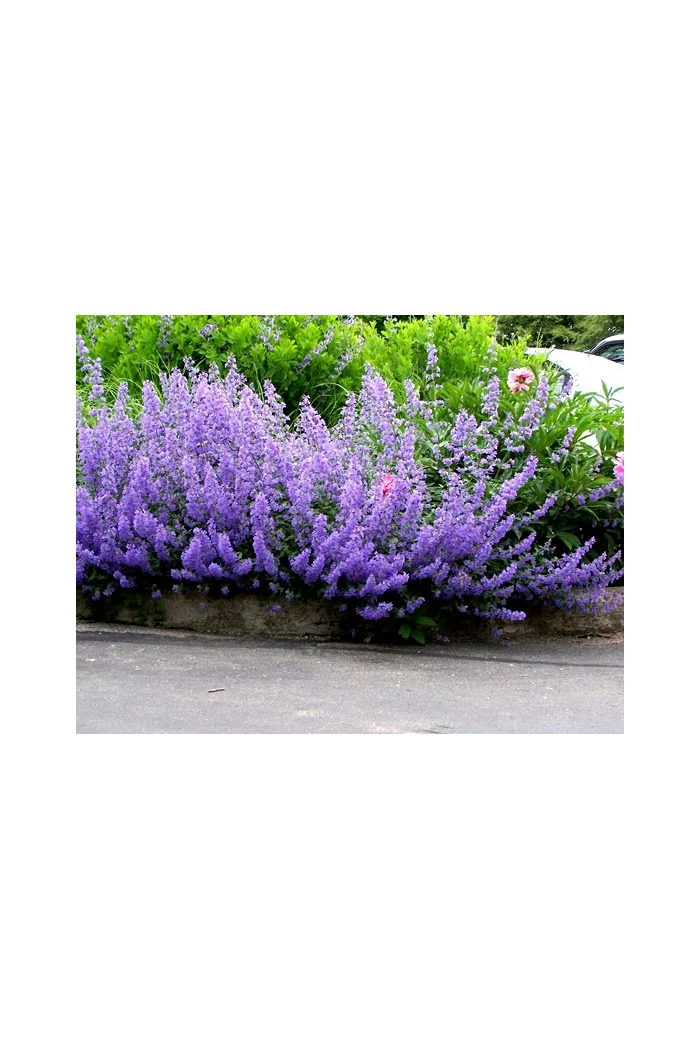 Kocimiętka Faassena 'Walker's Low' | Nepeta faassenii