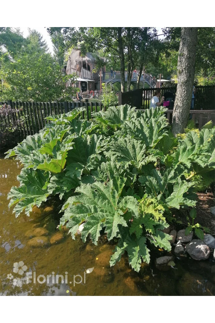 Gunnera olbrzymia Gunnera manicata