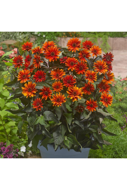 Słoneczniczek szorstki 'Fire Twister' | Heliopsis helianthoides