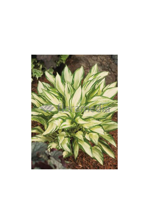 Funkia 'Fireworks' | Hosta