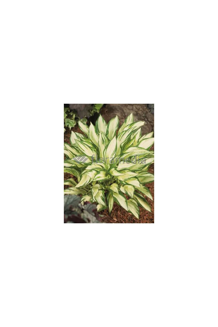 Funkia 'Fireworks' | Hosta
