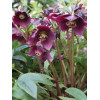 Ciemiernik orientalny 'Crown Dark Purple' Helleborus orientalis