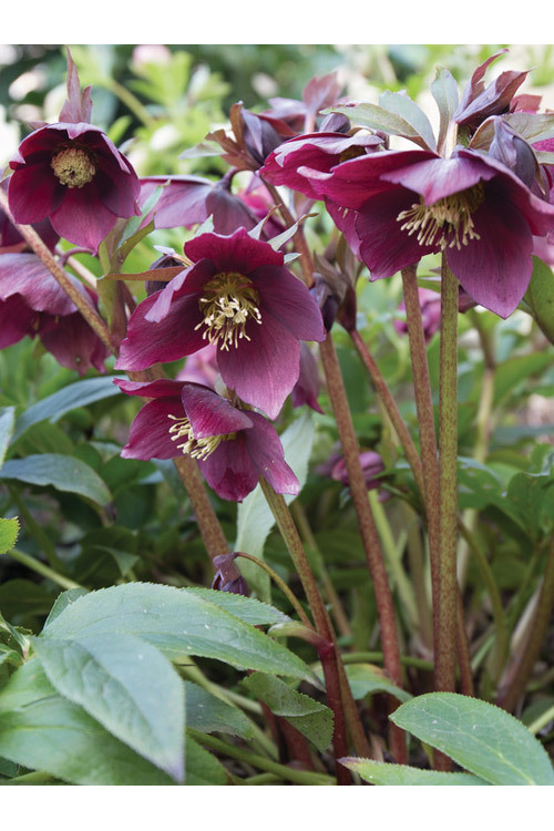 Ciemiernik orientalny 'Crown Dark Purple' Helleborus orientalis