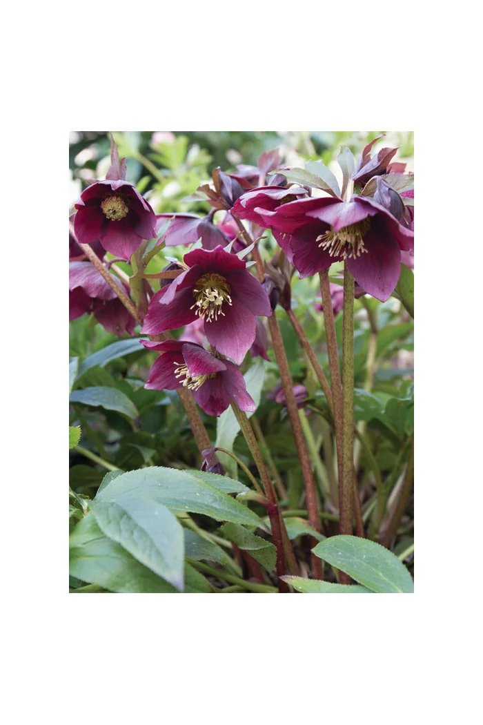 Ciemiernik orientalny 'Crown Dark Purple' Helleborus orientalis
