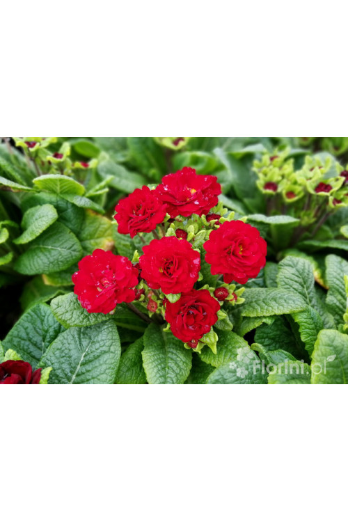 Pierwiosnek 'Belarina® Valentine' | Primula