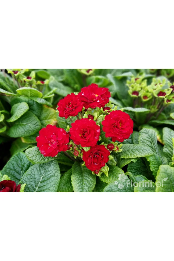 Pierwiosnek 'Belarina® Valentine' | Primula