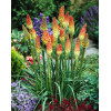 Trytoma groniasta 'Flamenco' | Kniphofia uvaria