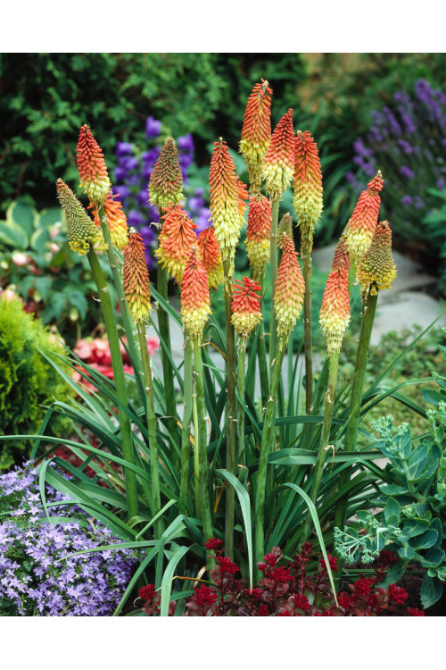 Trytoma groniasta 'Flamenco' | Kniphofia uvaria