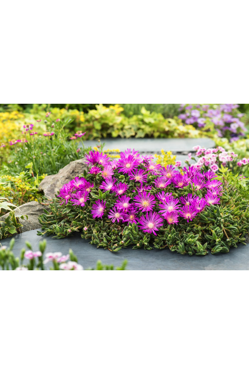 Słonecznica Coopera | Delosperma cooperi