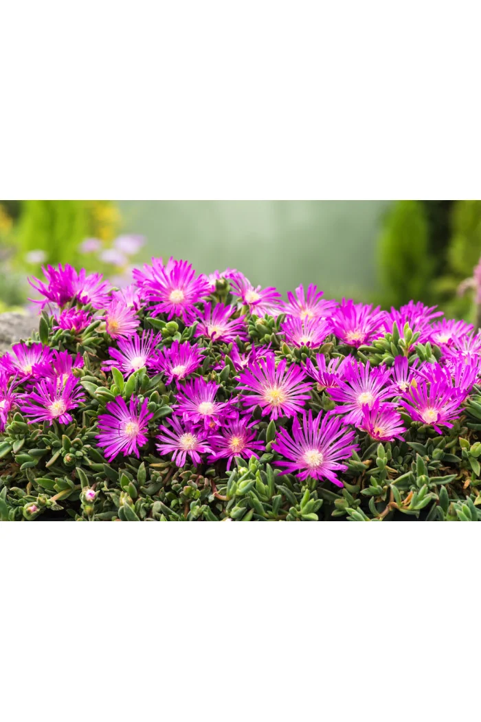 Słonecznica Coopera | Delosperma cooperi
