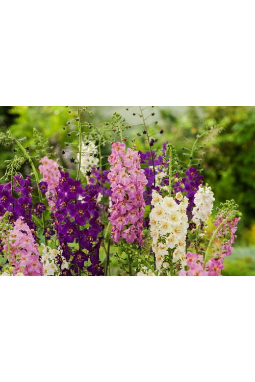 Dziewanna fioletowa | Verbascum phoeniceum