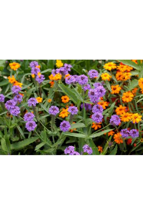 Werbena żyłkowana 'Santos' | Verbena rigida