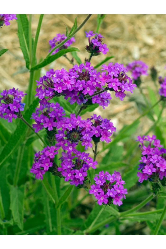 Werbena żyłkowana 'Santos' | Verbena rigida