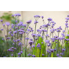 Werbena patagońska | Verbena bonariensis