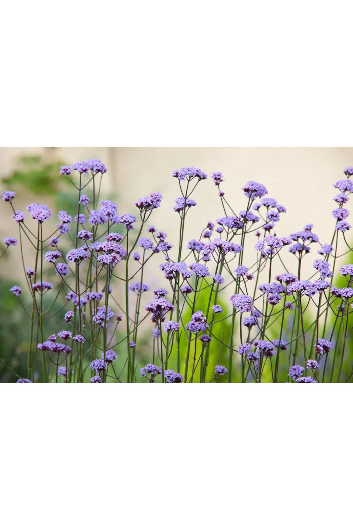 Werbena patagońska | Verbena bonariensis