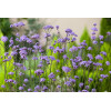 Werbena patagońska | Verbena bonariensis