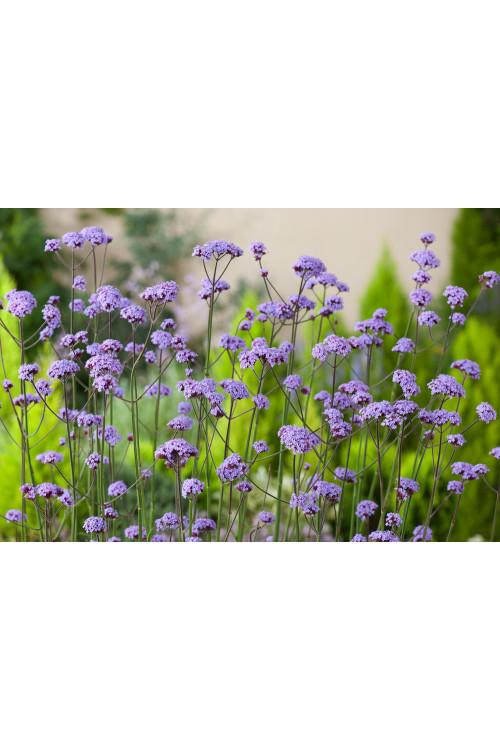 Werbena patagońska | Verbena bonariensis