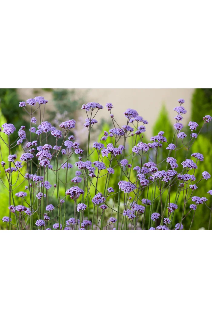 Werbena patagońska | Verbena bonariensis