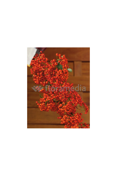 Ognik szkarłatny 'Orange Glow' | Pyracantha coccinea