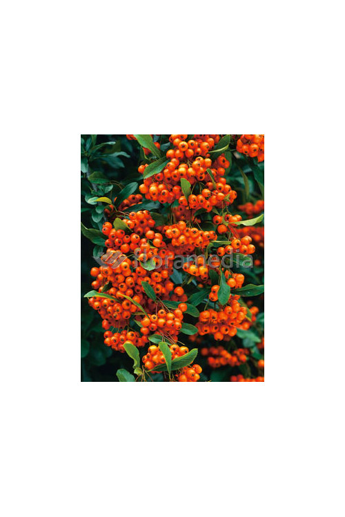Ognik szkarłatny 'Orange Glow' | Pyracantha coccinea