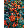 Ognik szkarłatny 'Orange Glow' | Pyracantha coccinea
