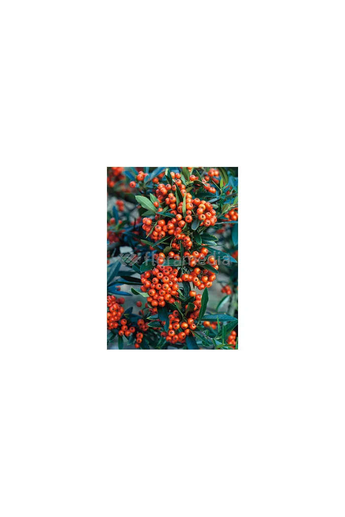 Ognik szkarłatny 'Orange Glow' | Pyracantha coccinea