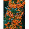 Ognik szkarłatny 'Orange Glow' | Pyracantha coccinea