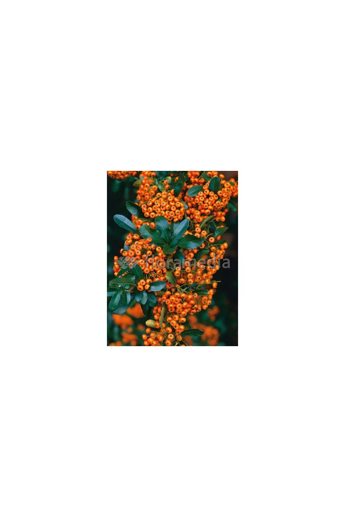 Ognik szkarłatny 'Orange Glow' | Pyracantha coccinea
