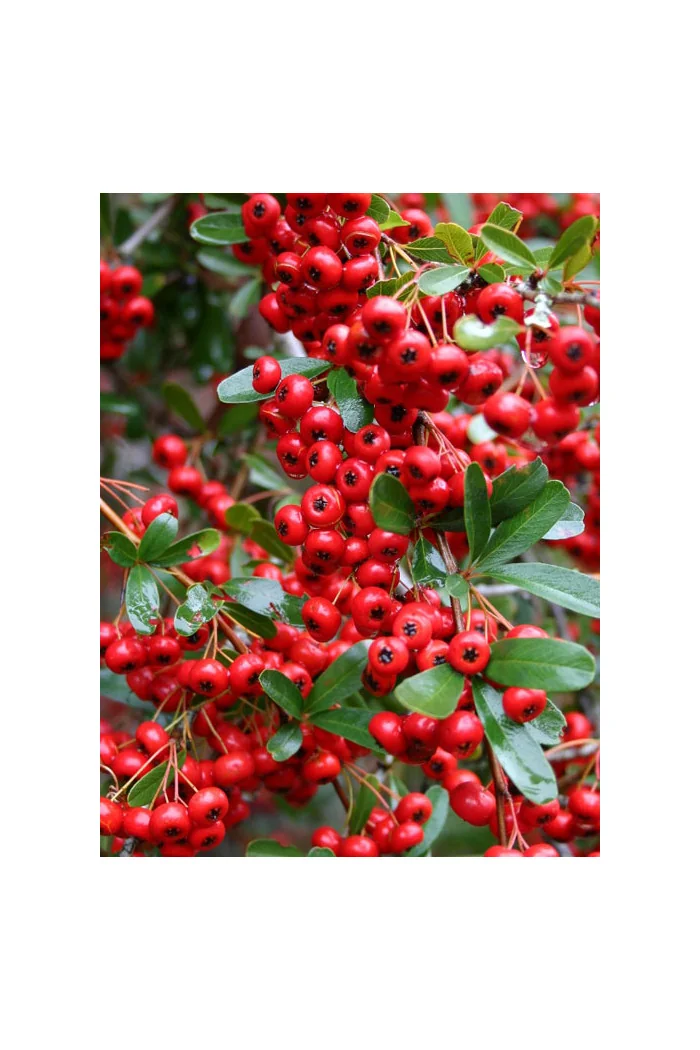 Ognik szkarłatny 'Orange Glow' | Pyracantha coccinea