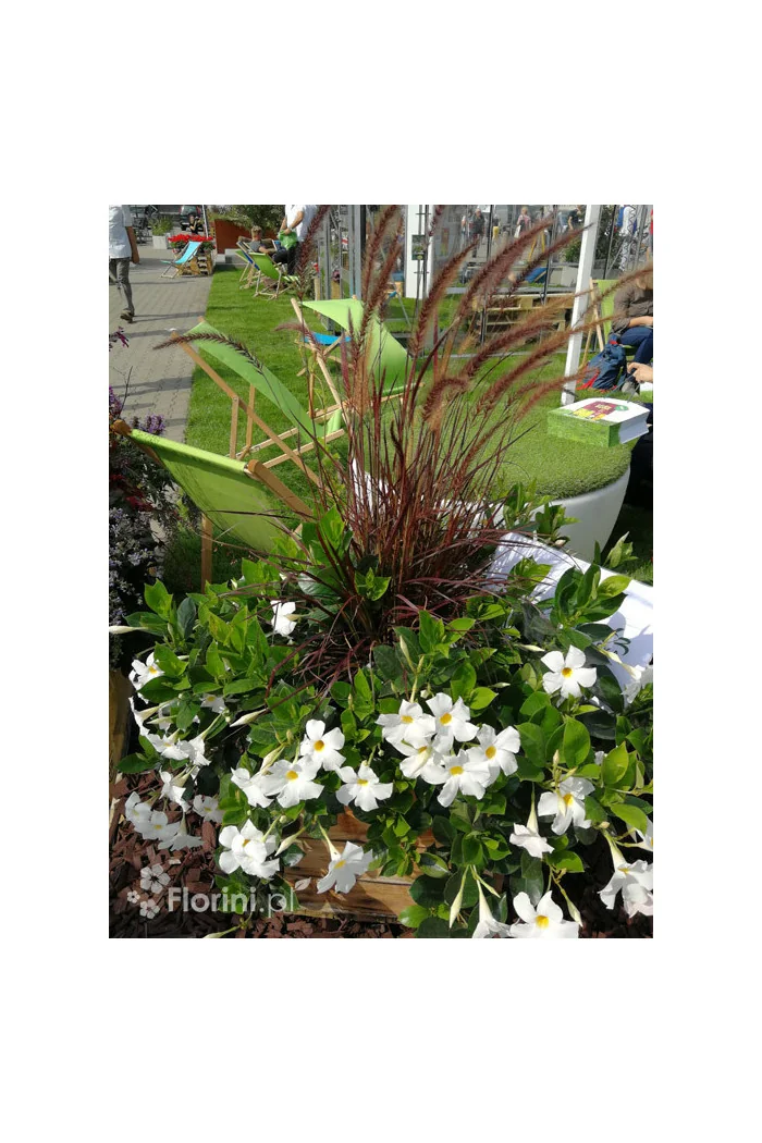 Sundaville 'White' | Sundaville