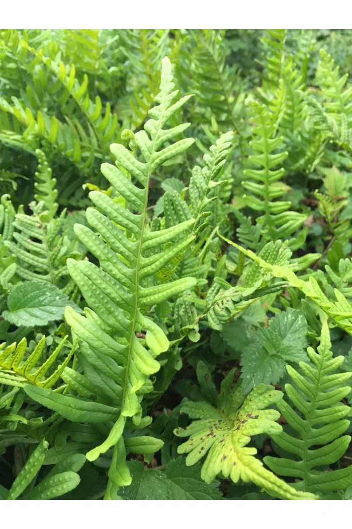 Paproć zwyczajna | Polypodium vulgare