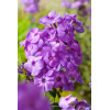 Floks wiechowaty 'Blue Paradise' | Phlox panniculata
